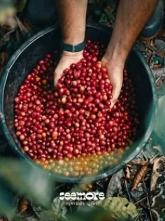 Hands sorting ripe red coffee cherries